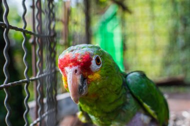 closeup of a parrot's head, parrot watching the camera