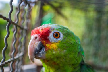closeup of a parrot's head, parrot watching the camera