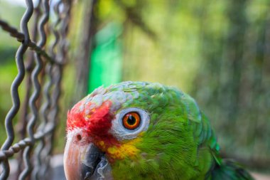 closeup of a parrot's head, parrot watching the camera