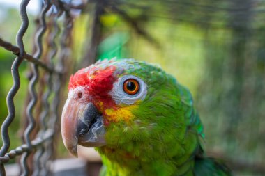 closeup of a parrot's head, parrot watching the camera