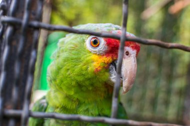 closeup of a parrot's head, parrot watching the camera