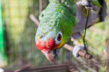 closeup of a parrot's head, parrot watching the camera