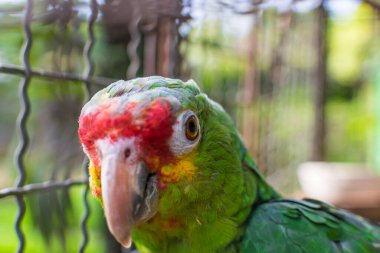 closeup of a parrot's head, parrot watching the camera