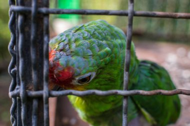 closeup of a parrot's head, parrot watching the camera