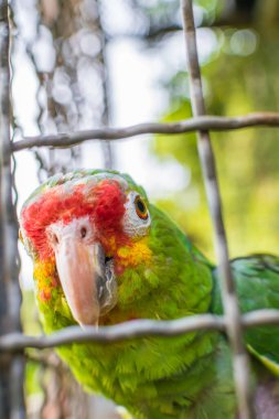 closeup of a parrot's head, parrot watching the camera