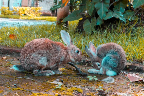 cute pet hares playing in the yard