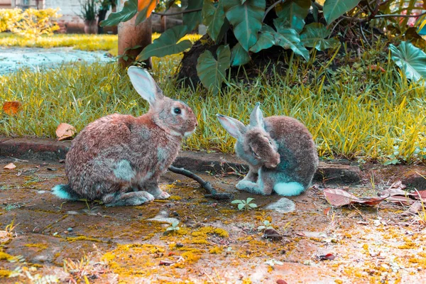 cute pet hares playing in the yard
