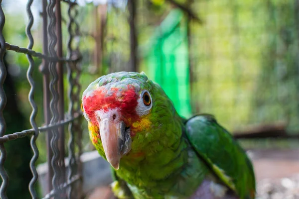 closeup of a parrot's head, parrot watching the camera
