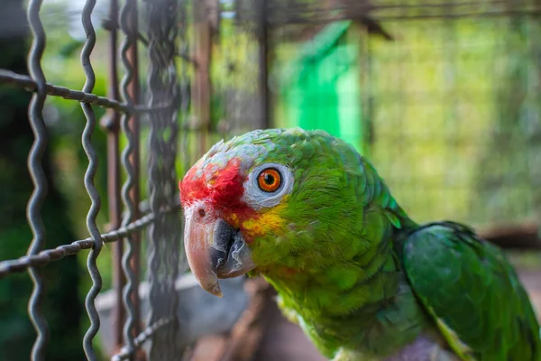 closeup of a parrot's head, parrot watching the camera