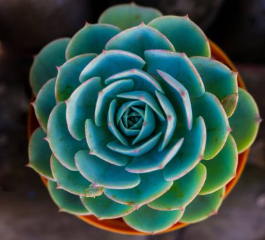 beautiful symmetrical plant called Hen and Chickens. scientific name Echeveria secunda