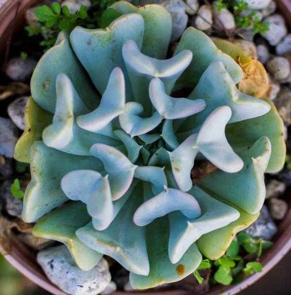 Beautiful Symmetrical Plant Called Hen Chickens Scientific Name Echeveria Secunda — Stock Photo, Image