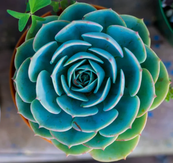 beautiful symmetrical plant called Hen and Chickens. scientific name Echeveria secunda