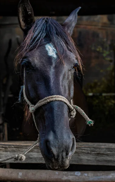 super close up of a black horse. nose, eyes and mouth