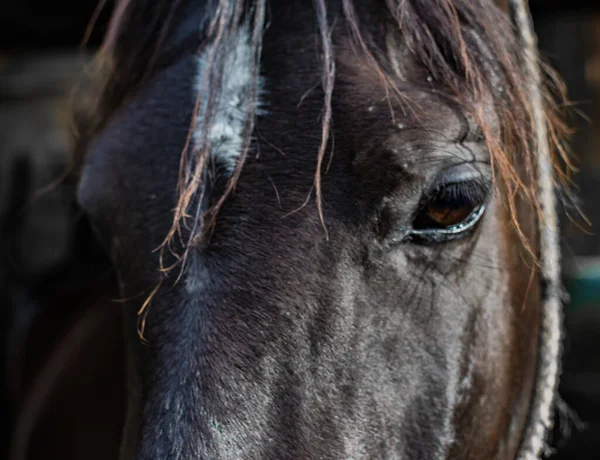 Πολύ Κοντά Ένα Μαύρο Άλογο Μύτη Μάτια Και Στόμα — Φωτογραφία Αρχείου