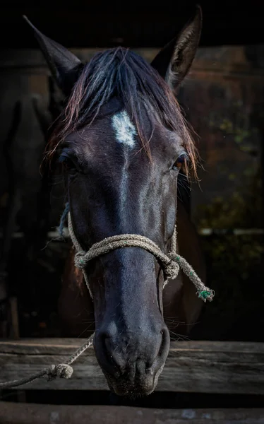 super close up of a black horse. nose, eyes and mouth