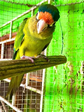 Muhabbet kuşu kameraya yakından bakıyor.