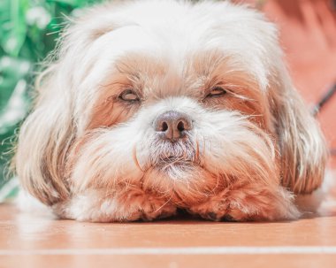 Shih tzu cinsinin güzel yavrusu yerde mutlu bir şekilde dinleniyor. Zarif kraliyet köpeği cinsi.