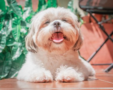 Shih tzu cinsinin güzel yavrusu yerde mutlu bir şekilde dinleniyor. Zarif kraliyet köpeği cinsi.