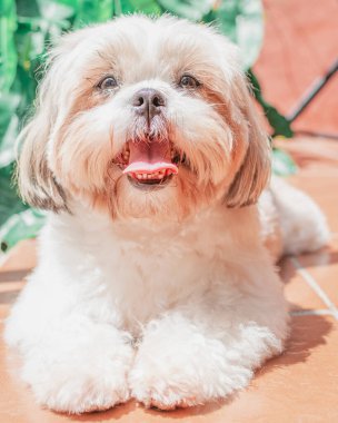 Shih tzu cinsinin güzel yavrusu yerde mutlu bir şekilde dinleniyor. Zarif kraliyet köpeği cinsi.