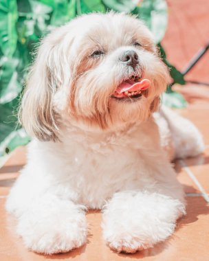 Shih tzu cinsinin güzel yavrusu yerde mutlu bir şekilde dinleniyor. Zarif kraliyet köpeği cinsi.