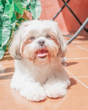 Shih tzu cinsinin güzel yavrusu yerde mutlu bir şekilde dinleniyor. Zarif kraliyet köpeği cinsi.