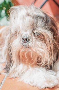 Shih tzu cinsinin güzel yavrusu yerde mutlu bir şekilde dinleniyor. Zarif kraliyet köpeği cinsi.