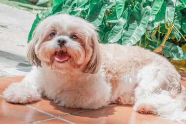 Shih tzu cinsinin güzel yavrusu yerde mutlu bir şekilde dinleniyor. Zarif kraliyet köpeği cinsi.