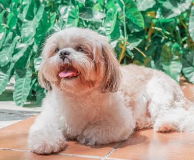 Shih tzu cinsinin güzel yavrusu yerde mutlu bir şekilde dinleniyor. Zarif kraliyet köpeği cinsi.