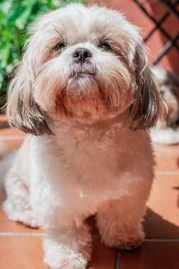 Shih tzu cinsinin güzel yavrusu yerde mutlu bir şekilde dinleniyor. Zarif kraliyet köpeği cinsi.