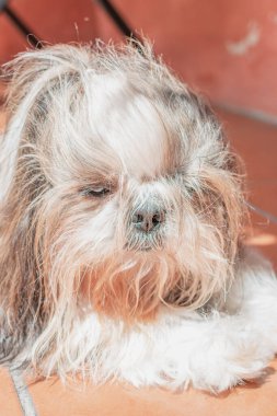 Shih tzu cinsinin güzel yavrusu yerde mutlu bir şekilde dinleniyor. Zarif kraliyet köpeği cinsi.