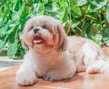 Shih tzu cinsinin güzel yavrusu yerde mutlu bir şekilde dinleniyor. Zarif kraliyet köpeği cinsi.