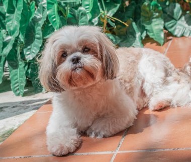 Shih tzu cinsinin güzel yavrusu yerde mutlu bir şekilde dinleniyor. Zarif kraliyet köpeği cinsi.