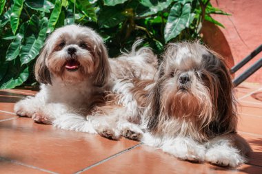 Bir çift güzel köpek yavrusu, Shih Tzu soyundan yerde yatıyor.