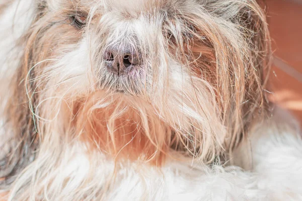 Mooie Pup Van Shih Tzu Ras Rusten Gelukkig Vloer Elegant — Stockfoto