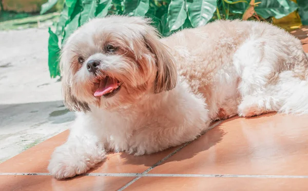 幸せそうに床に寝そべっている牛の子犬 エレガントな王室の犬の品種 — ストック写真