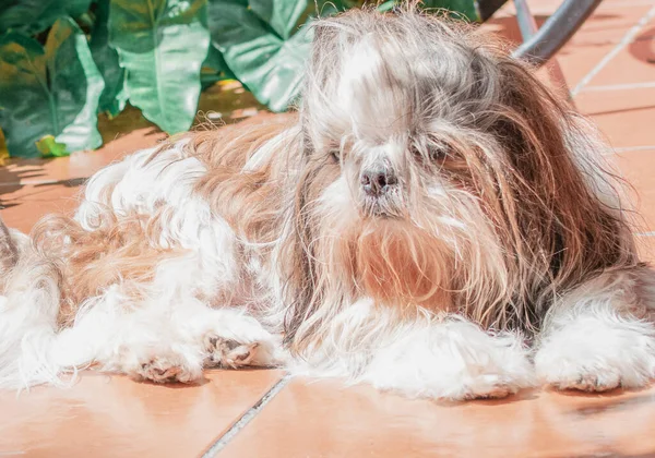 Piękny Szczeniak Rasy Shih Tzu Odpoczywający Szczęśliwie Podłodze Elegancka Królewska — Zdjęcie stockowe