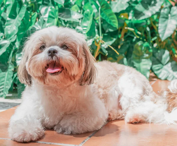 Mooie Pup Van Shih Tzu Ras Rusten Gelukkig Vloer Elegant — Stockfoto