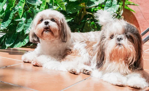 Mooi Paar Puppies Van Het Ras Shih Tzu Liggend Vloer — Stockfoto