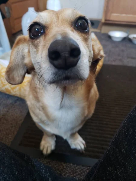 Close Dog Big Eyes Floppy Ears — Foto Stock