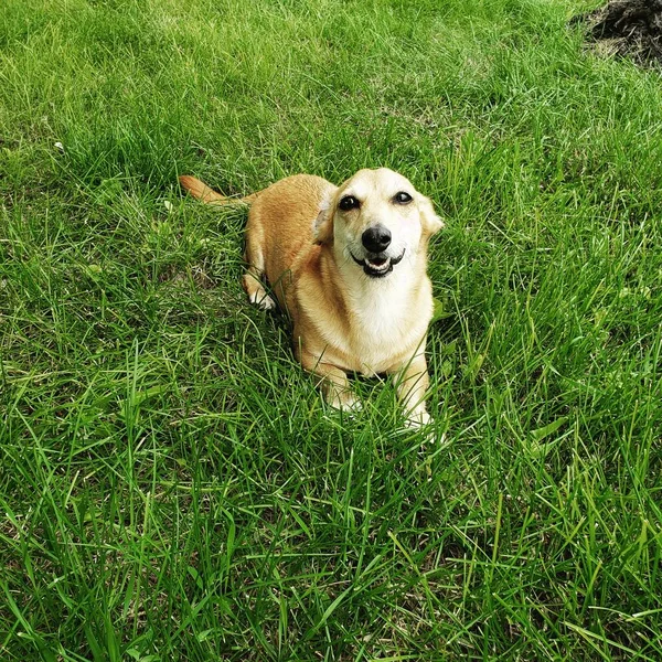 Счастливая Собака Улыбается Играет Ферме Поле Зеленой Травы — стоковое фото