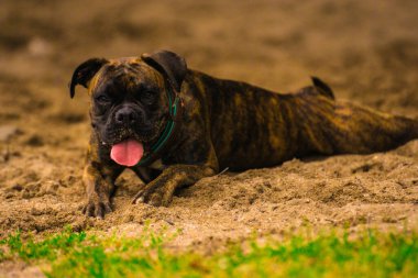 Köpek çiftleşmesi portresi, seçici odak