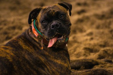 Şirin bir köpeğin portresi.