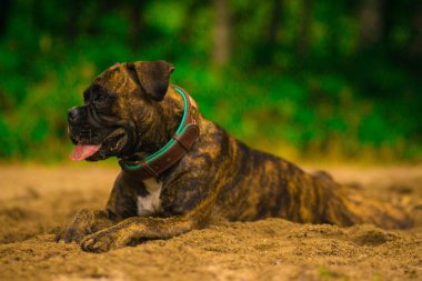 dog breed portrait, playing with a ball in the grass