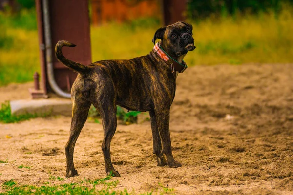 Köpek yavruları portresi, yaklaşın.