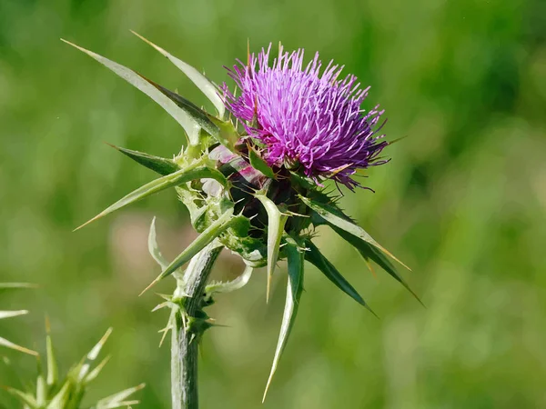 Milk Thistle Flower Vector Background — Stockvektor