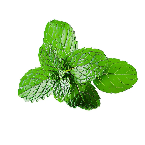 Green Mint Leaves Vector — Stok Vektör