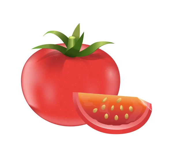 Juicy red tomato and a piece of tomato. Ripe vegetable on a white background. Isolated vector illustration.