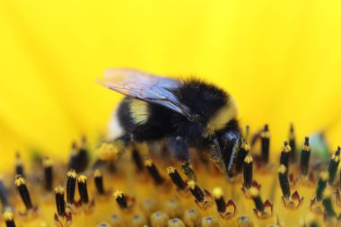 Ayçiçeğinin üzerindeki kara arı