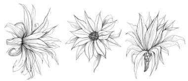 Resource abstract background for product presentation. Gray shadow of vegetation on a wall. space for text