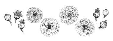 Resource abstract background for product presentation. Gray shadow of vegetation on a wall. space for text